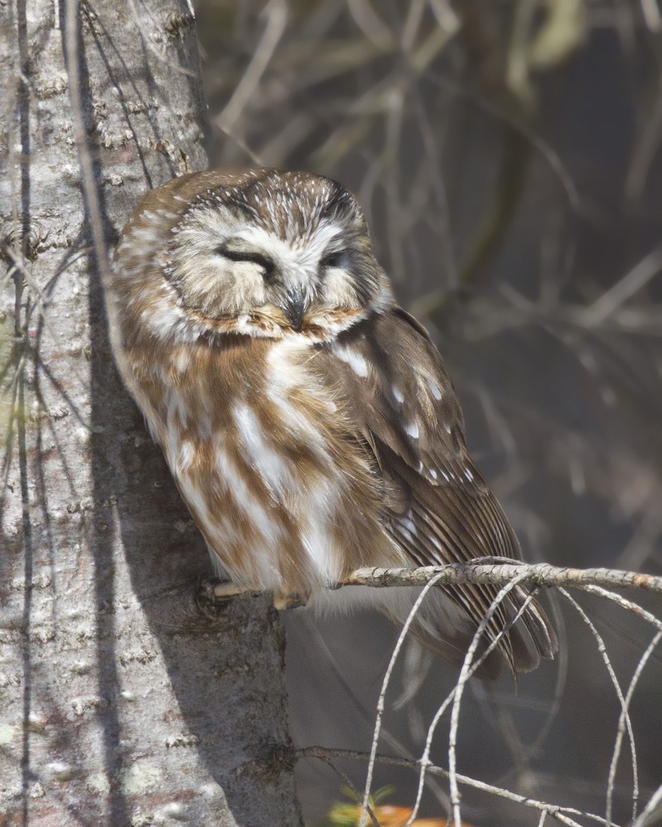 Сич північний - ML154524921