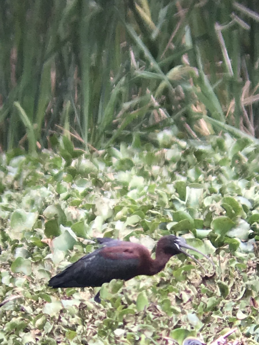 Glossy Ibis - ML154526471