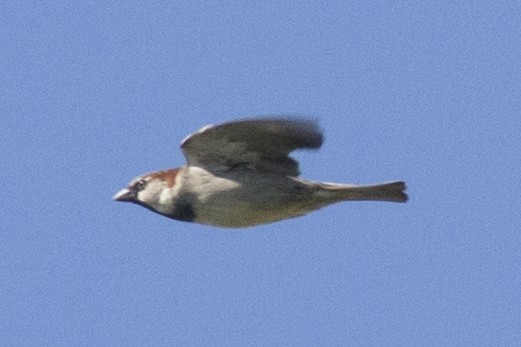 Moineau domestique - ML154526581