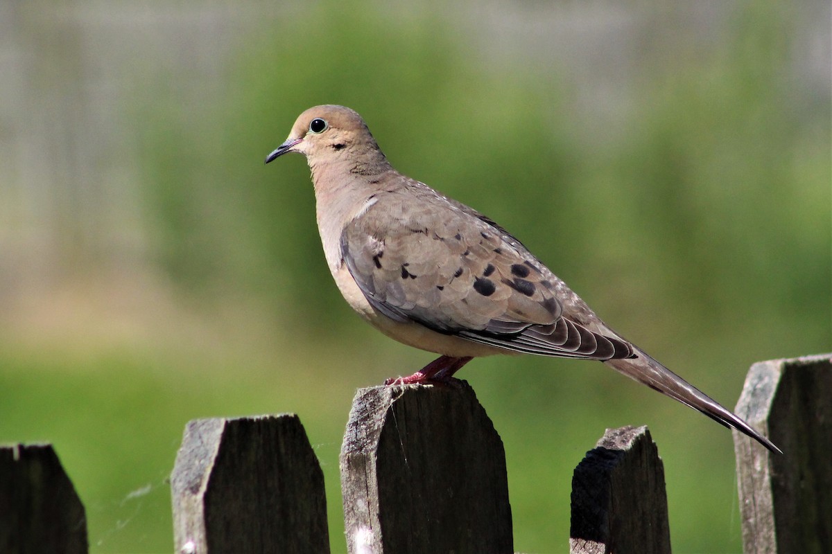 Mourning Dove - Clint Robinson