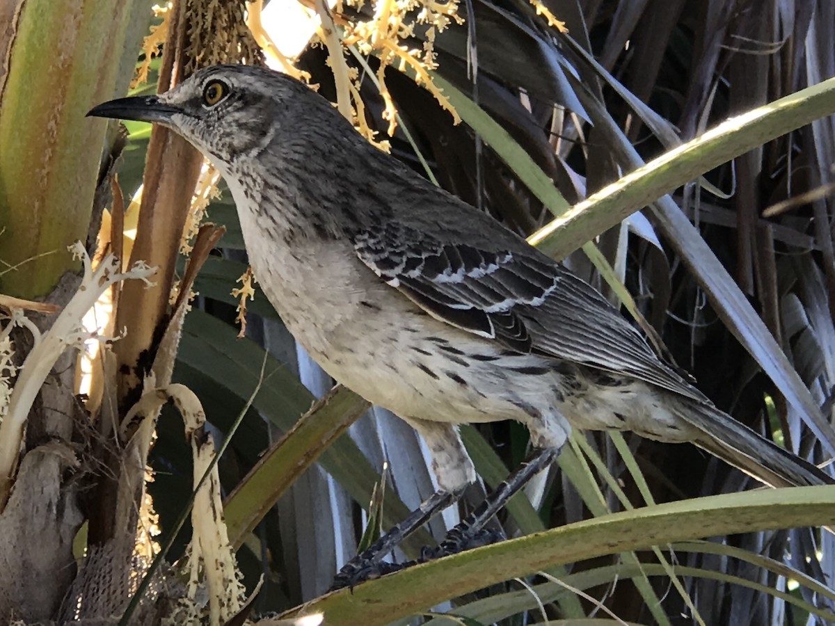 Bahama Mockingbird - Gisela Zelenka-Drysdale