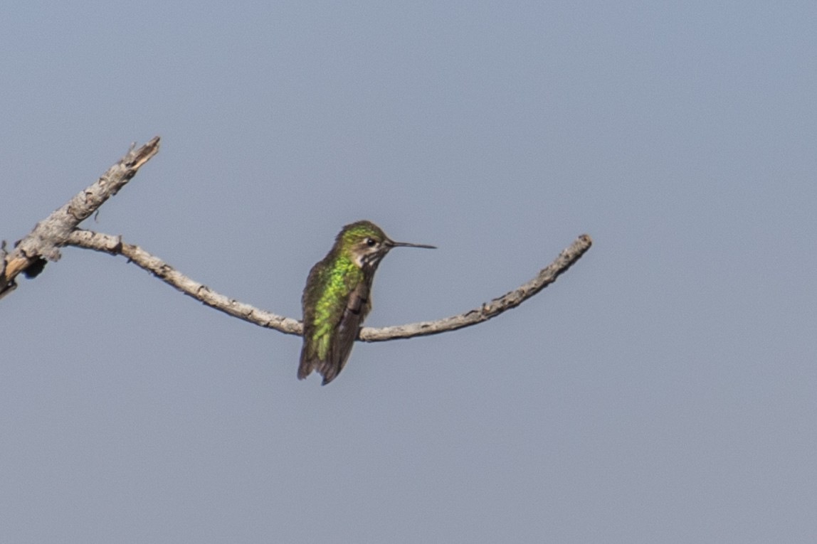 Calliope Hummingbird - Bill Chen