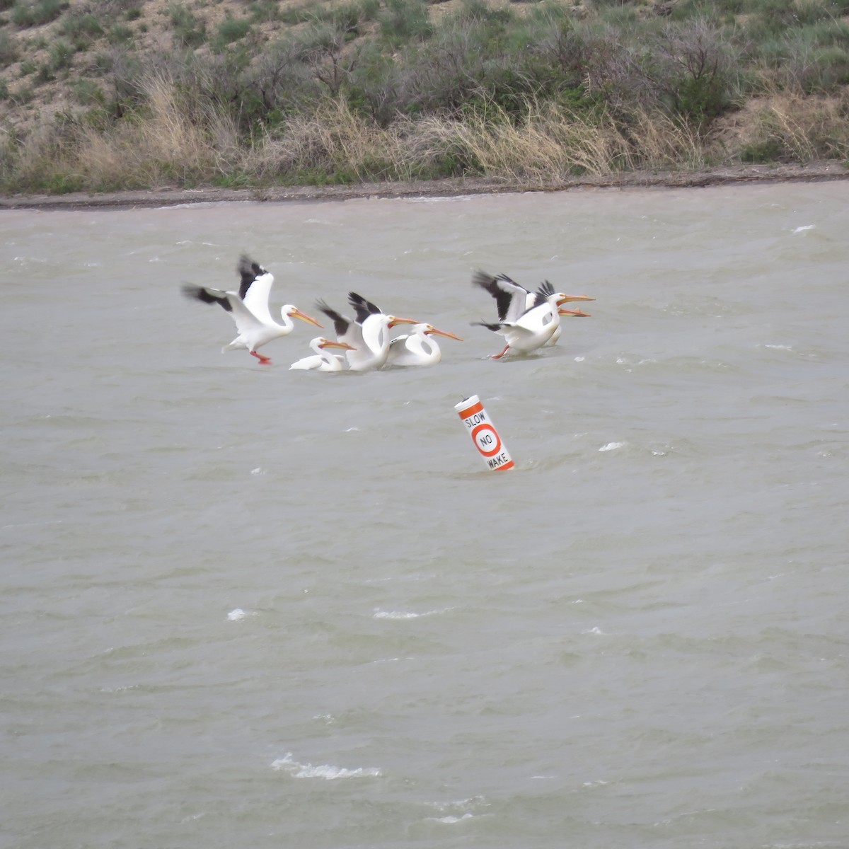 pelikán severoamerický - ML154530241