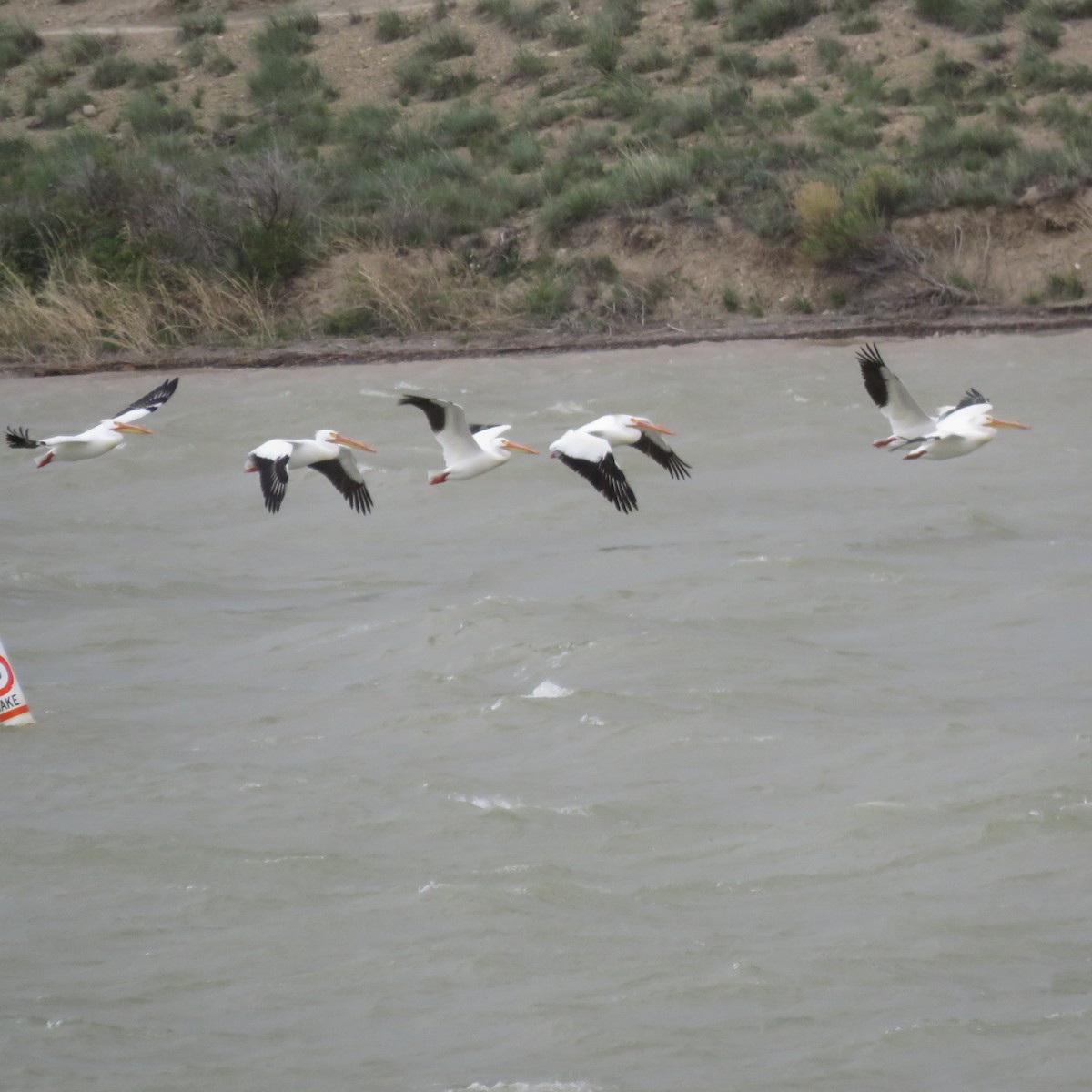 pelikán severoamerický - ML154530251