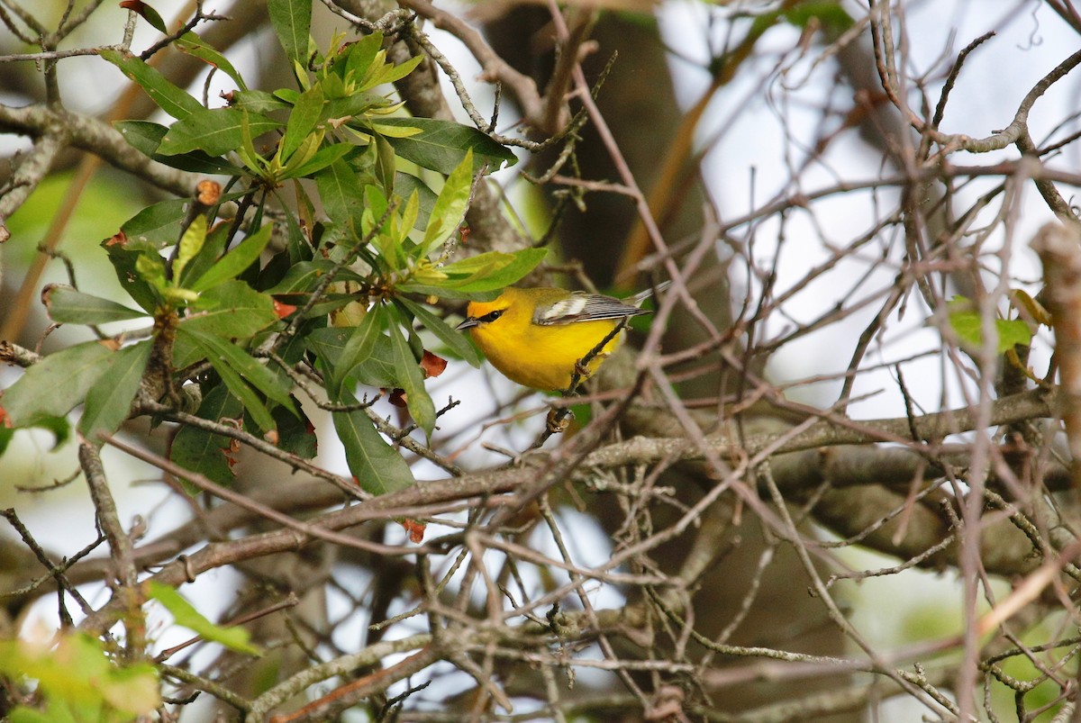Blue-winged Warbler - Mike Collins