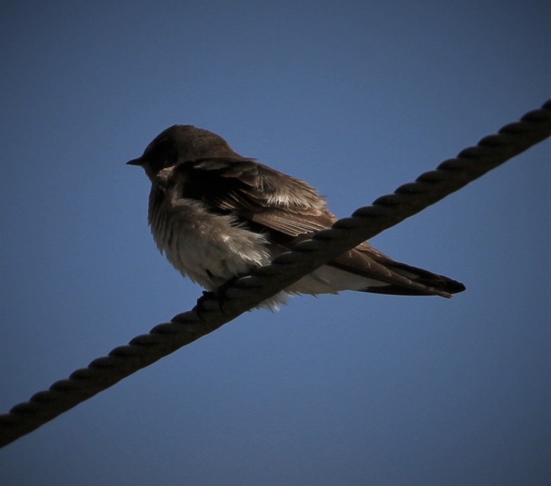 Northern Rough-winged Swallow - ML154531781