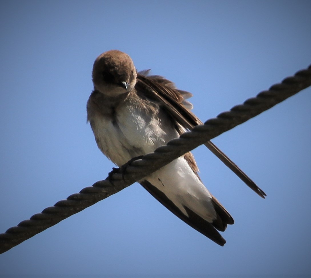 Northern Rough-winged Swallow - ML154531791