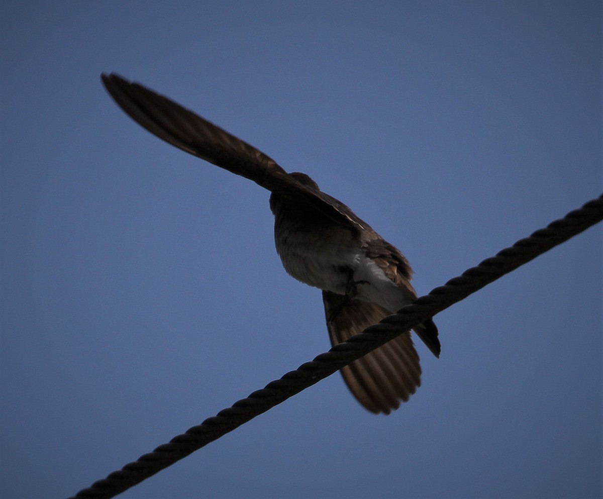Northern Rough-winged Swallow - ML154531801