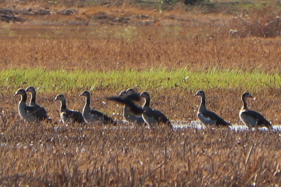 Egyptian Goose - ML154532191