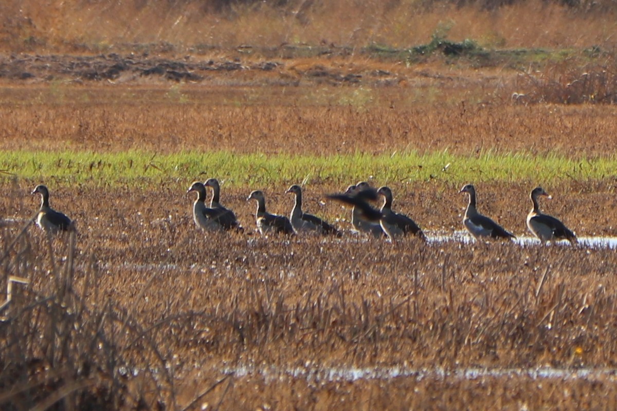 Egyptian Goose - ML154532201