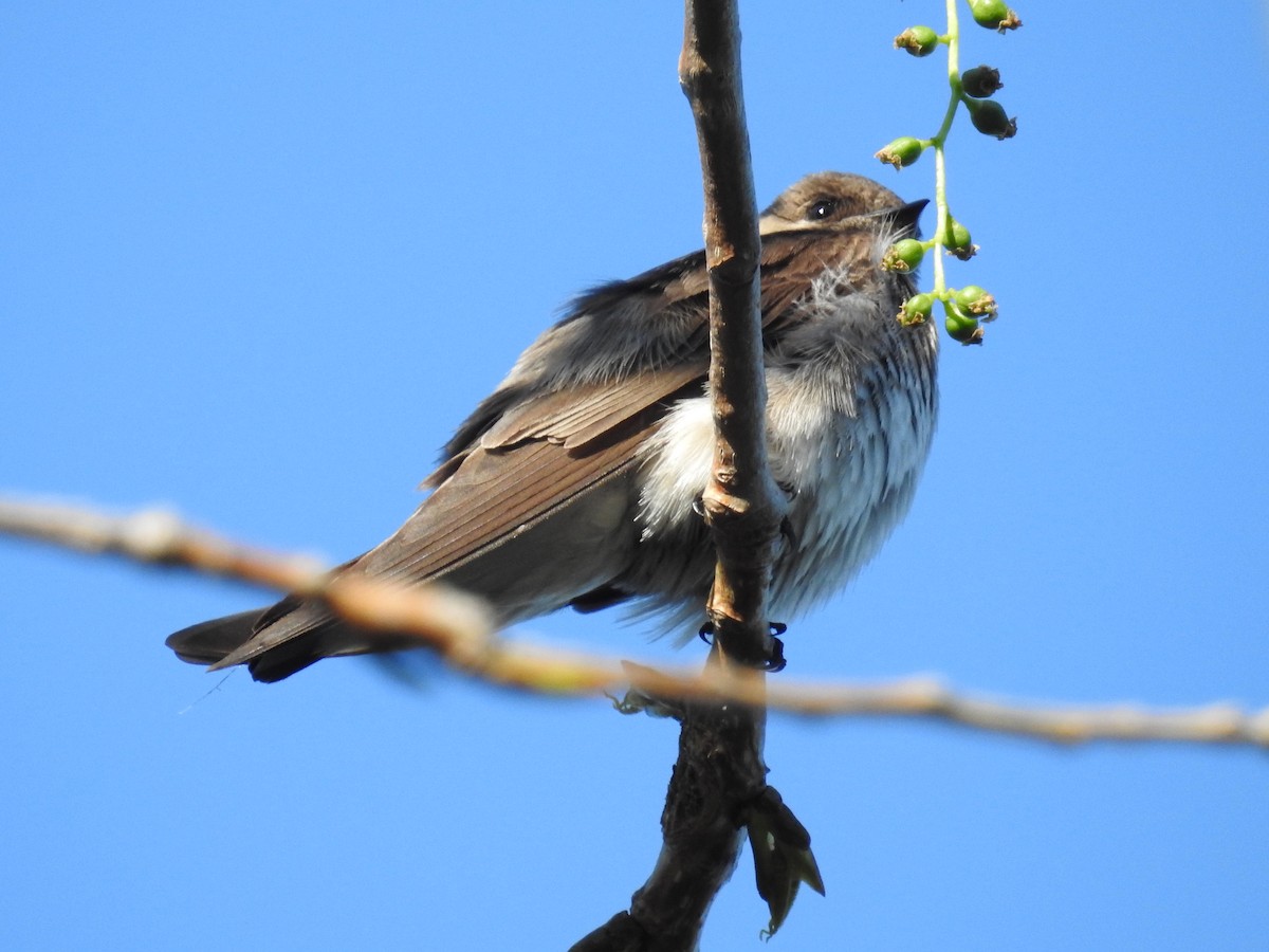 Northern Rough-winged Swallow - ML154535231