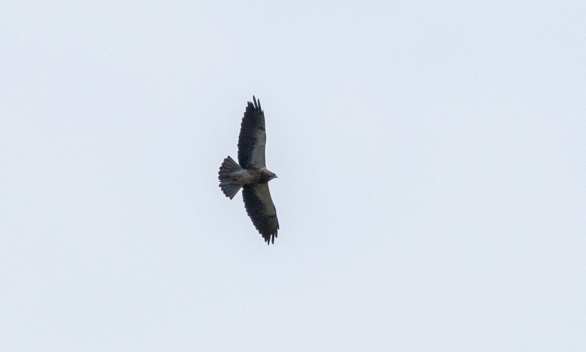 Swainson's Hawk - ML154536911