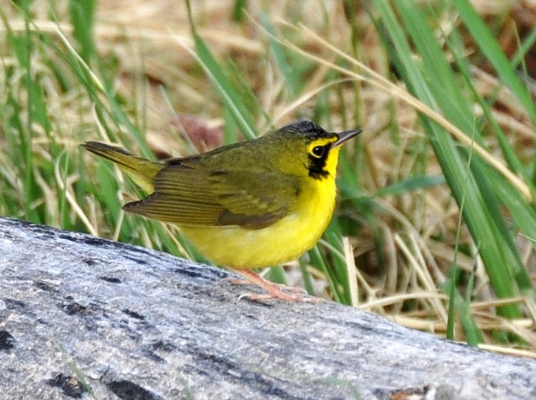 Kentucky Warbler - ML154537181
