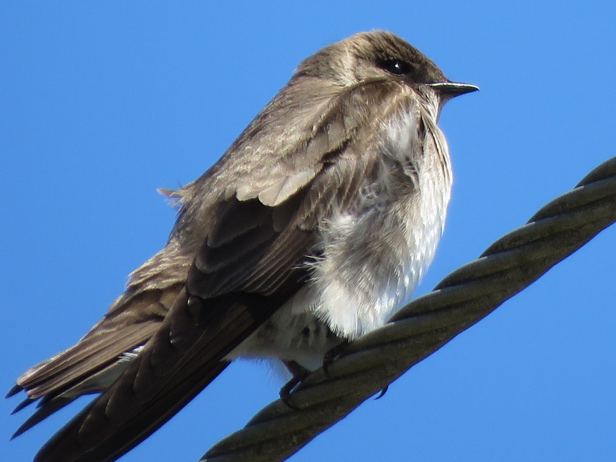 Northern Rough-winged Swallow - ML154538511