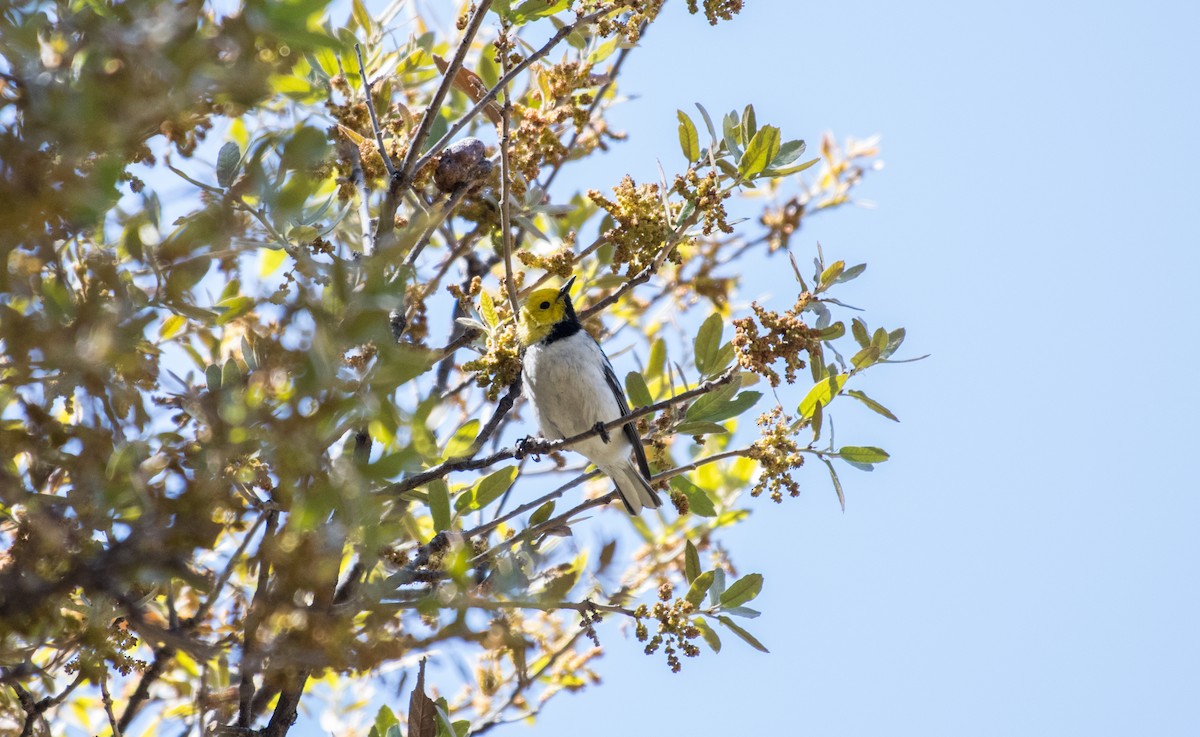 Hermit Warbler - Simon Boivin