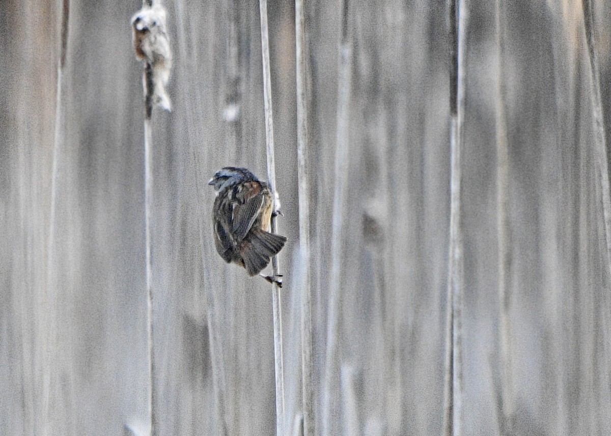 Swamp Sparrow - ML154540401