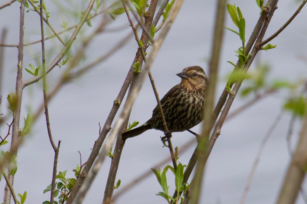 Red-winged Blackbird - Owen Krout