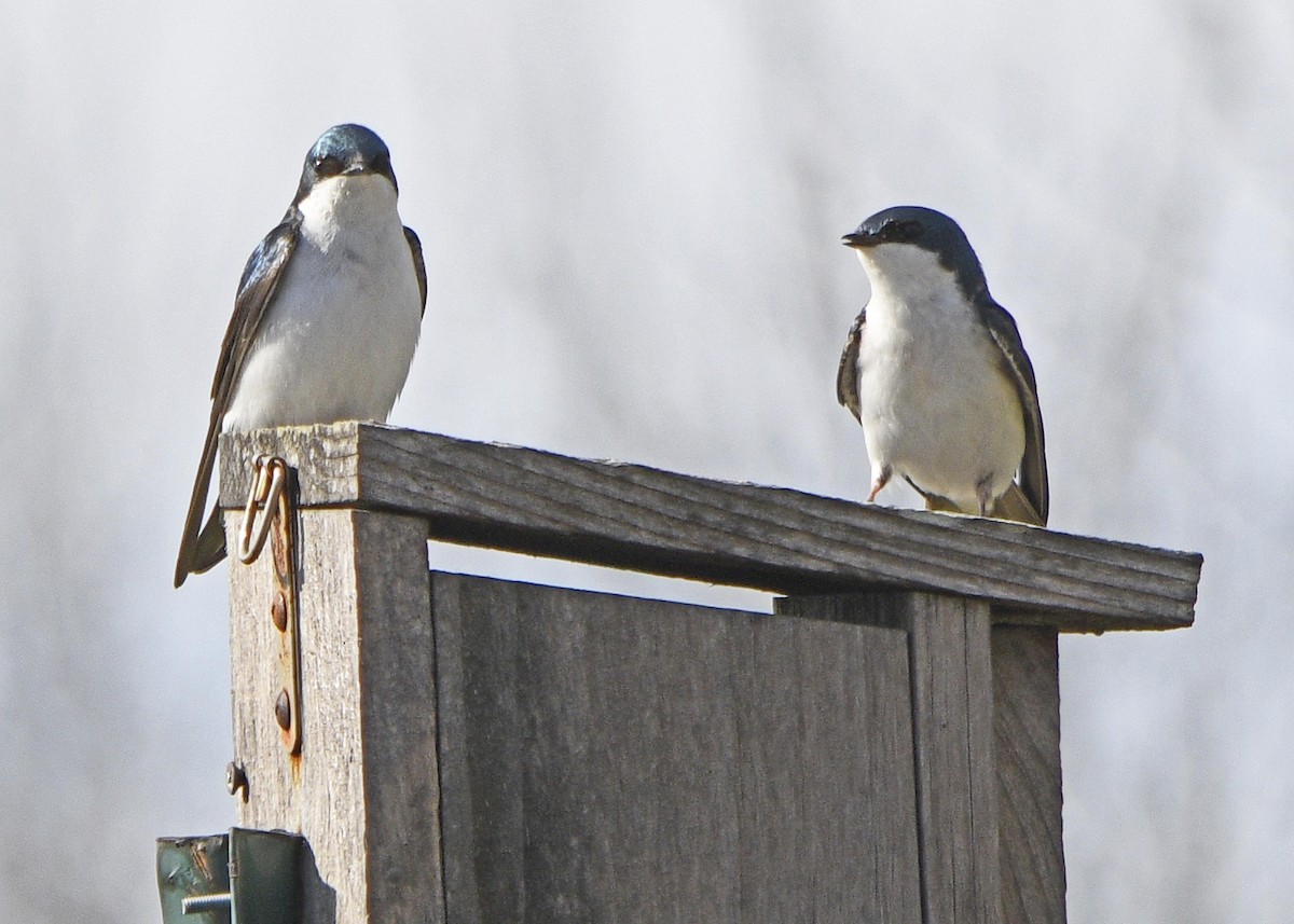 Golondrina Bicolor - ML154541461