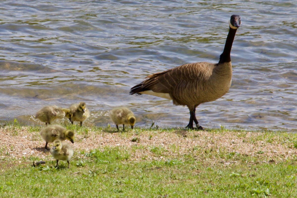 Canada Goose - Owen Krout