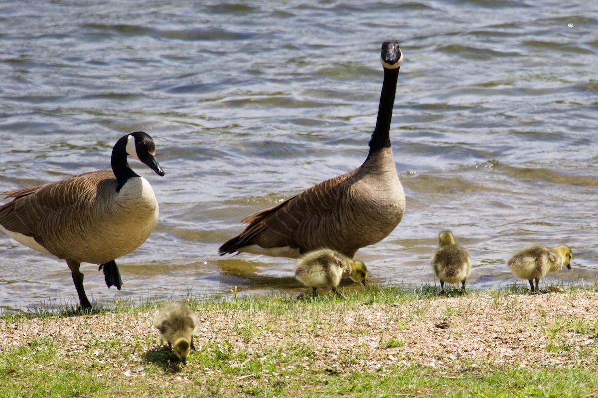 Canada Goose - Owen Krout