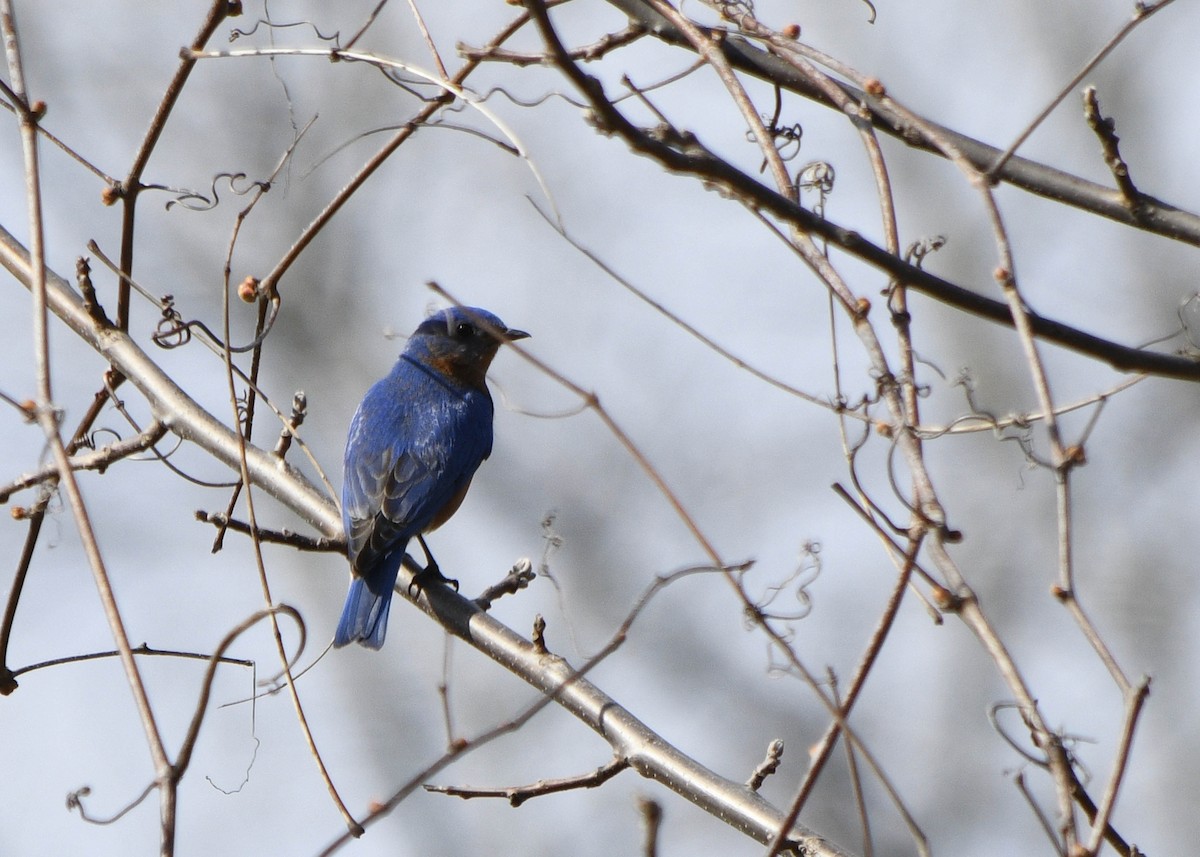 Eastern Bluebird - ML154541931