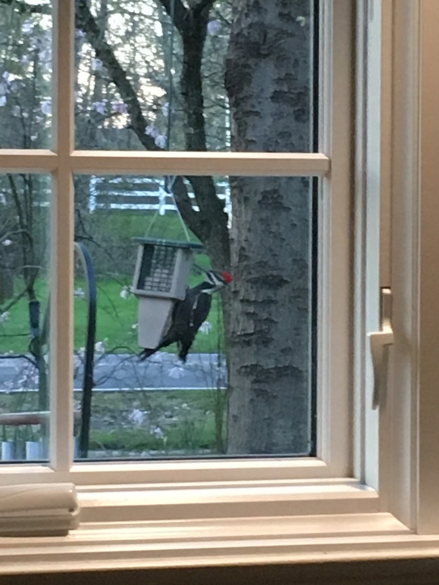 Pileated Woodpecker - ML154542291