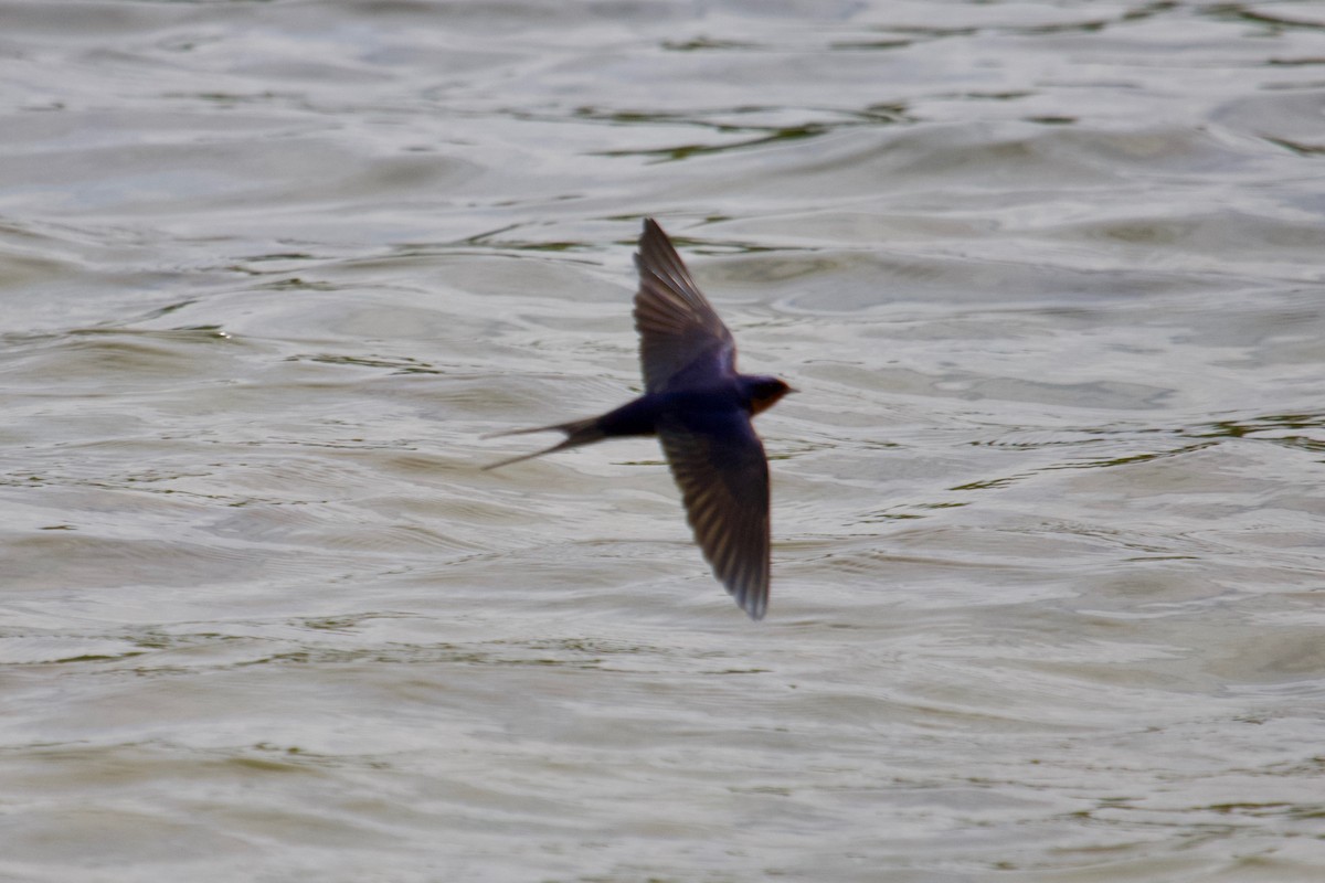 Barn Swallow - ML154542911