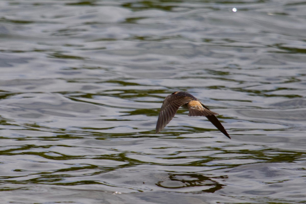 Cliff Swallow - ML154542981