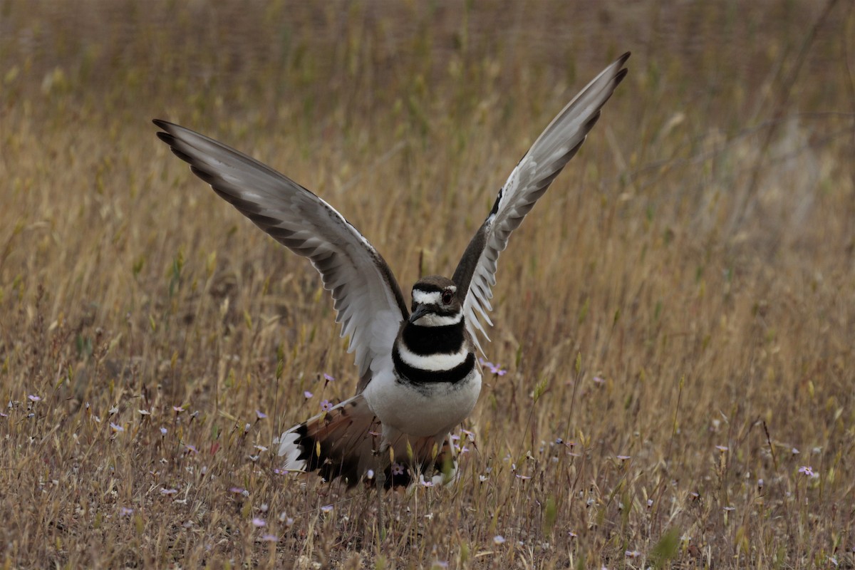 Killdeer - Yuning Wei