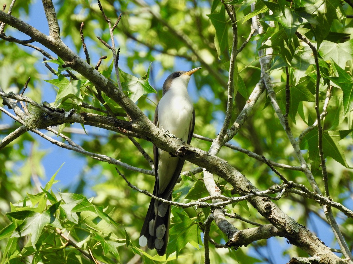 Yellow-billed Cuckoo - ML154544161