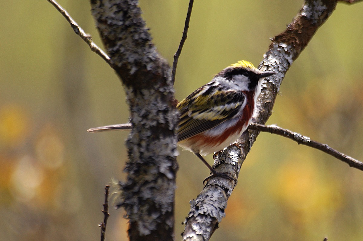 Chestnut-sided Warbler - ML154544861