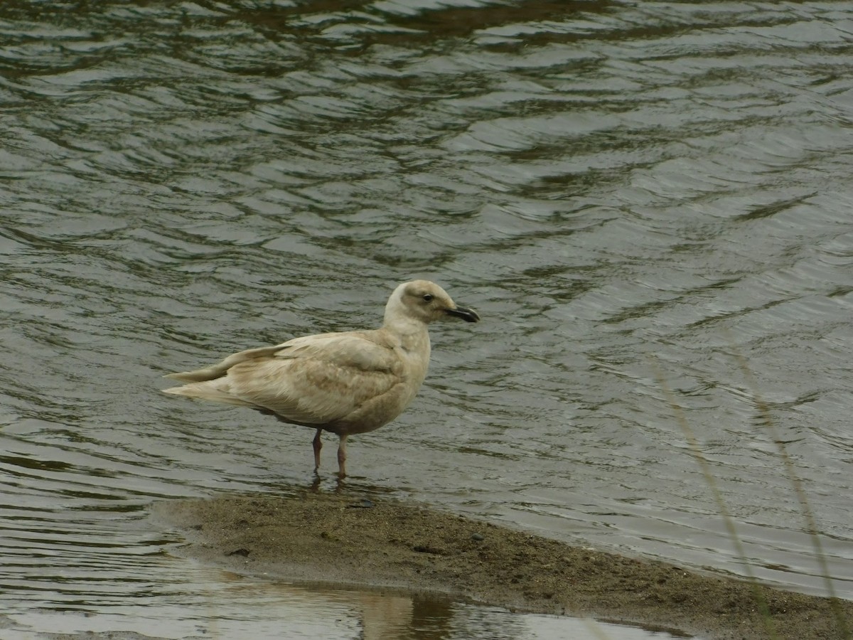 Glaucous-winged Gull - ML154547261