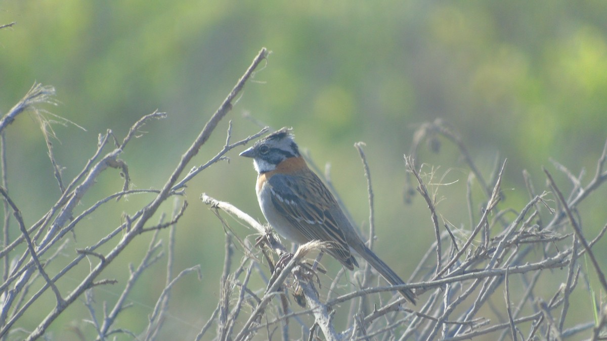 Rufous-collared Sparrow - ML154547361