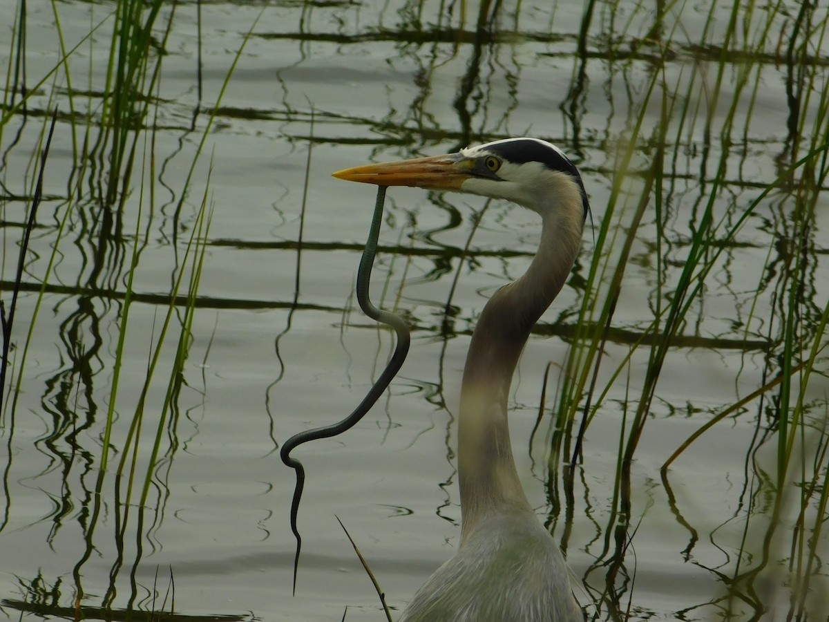 Great Blue Heron - Rajan Rao