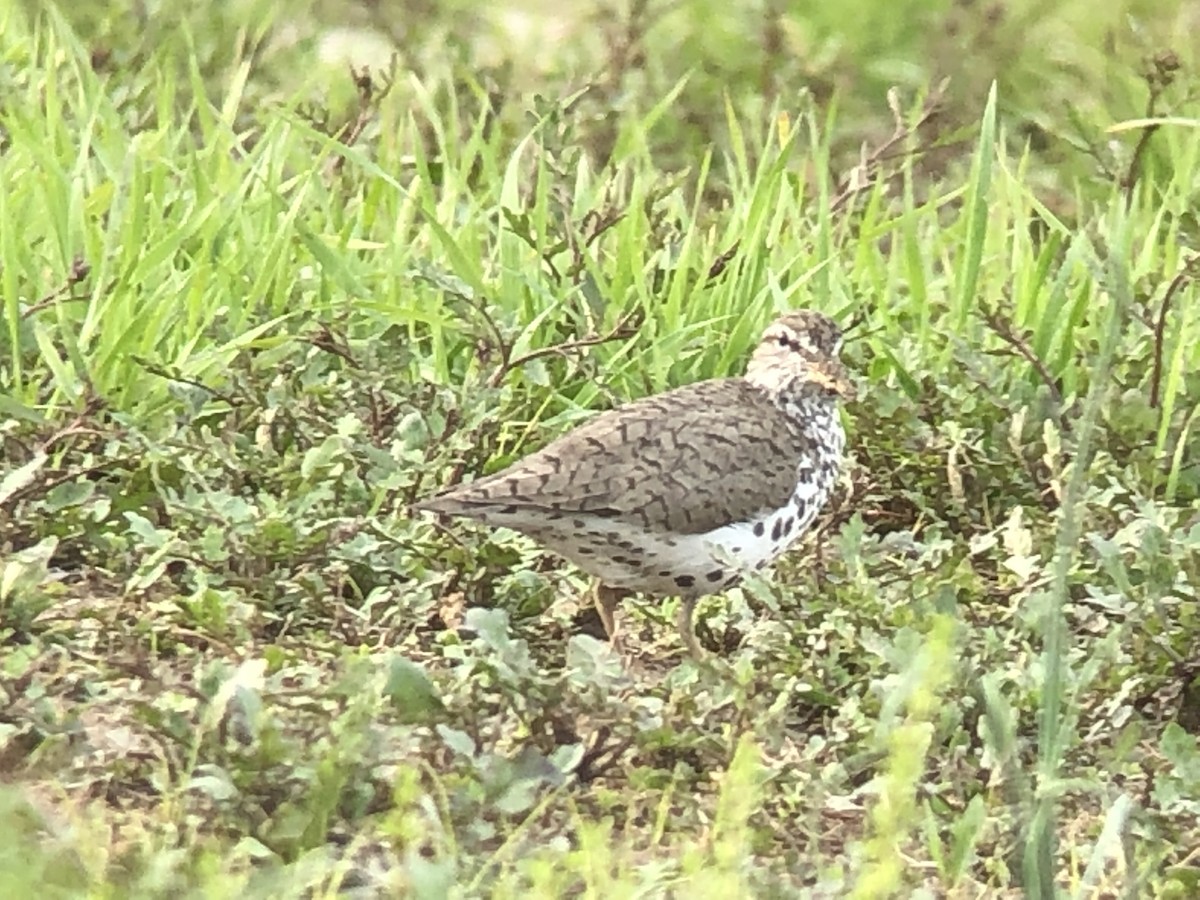 Spotted Sandpiper - ML154549791