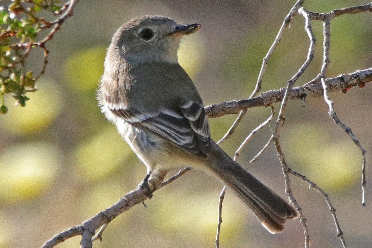 Gray Flycatcher - ML154550471