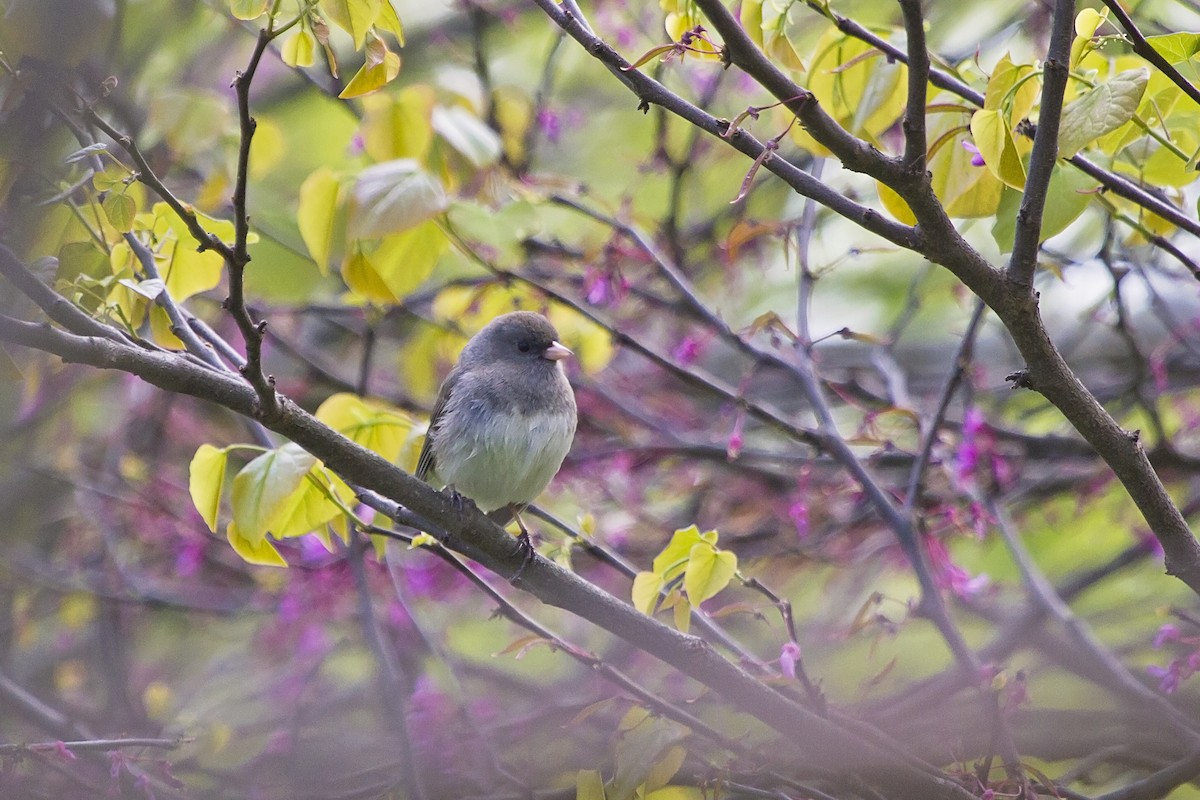 Dark-eyed Junco - ML154550861