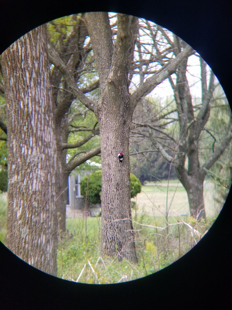 Red-headed Woodpecker - ML154552071