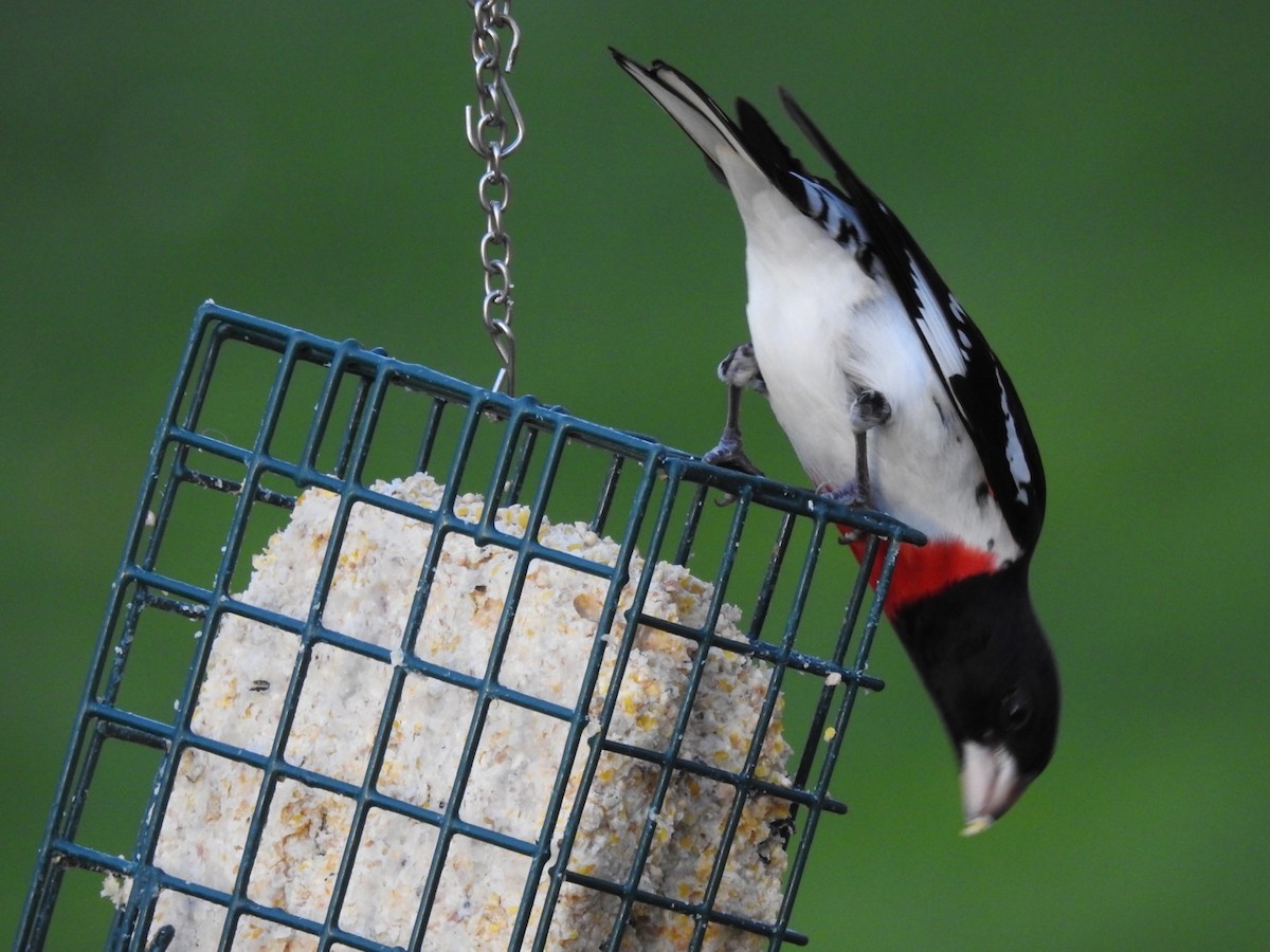 Rose-breasted Grosbeak - ML154552191