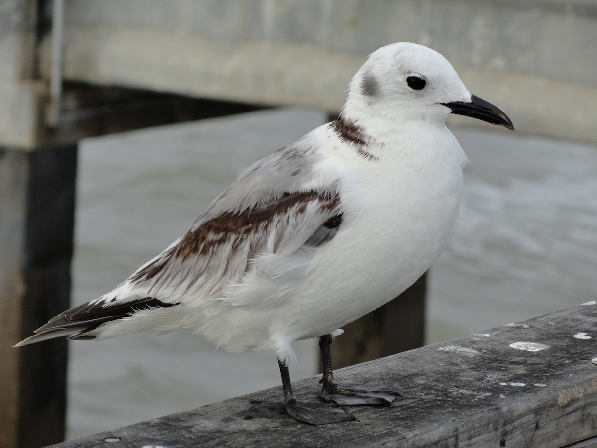 Black-legged Kittiwake - Howard Laidlaw