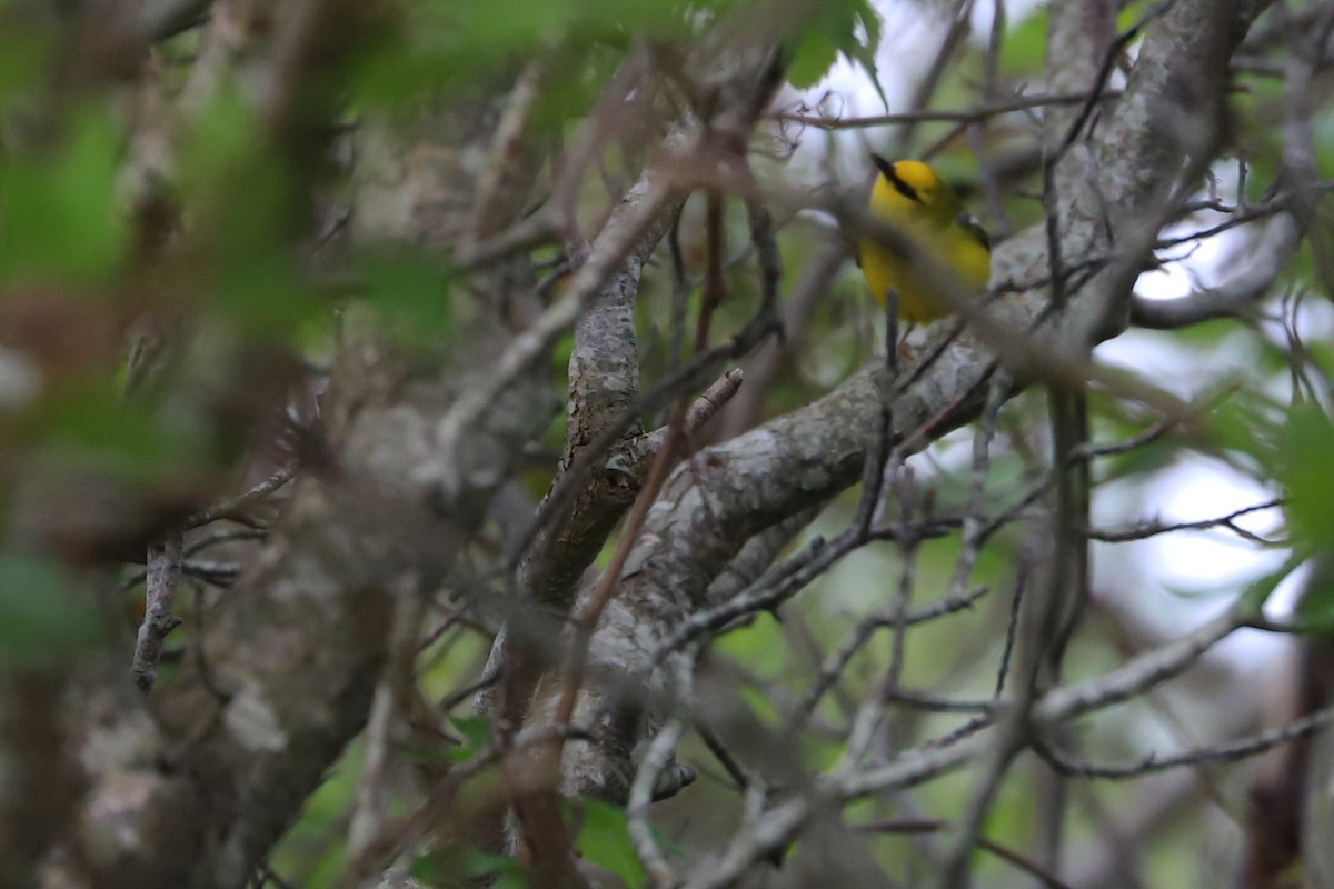 Blue-winged Warbler - ML154554371