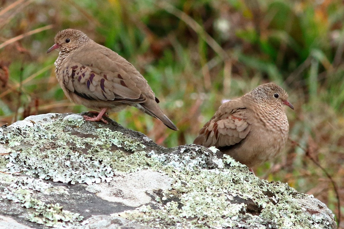 Common Ground Dove - ML154555401