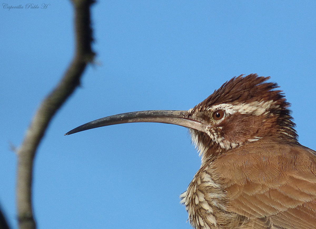 Scimitar-billed Woodcreeper - ML154557381