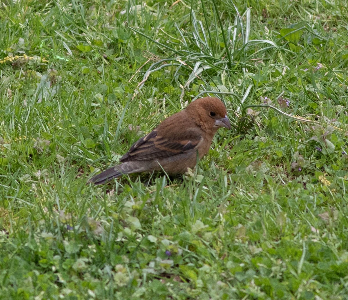 Blue Grosbeak - ML154557801