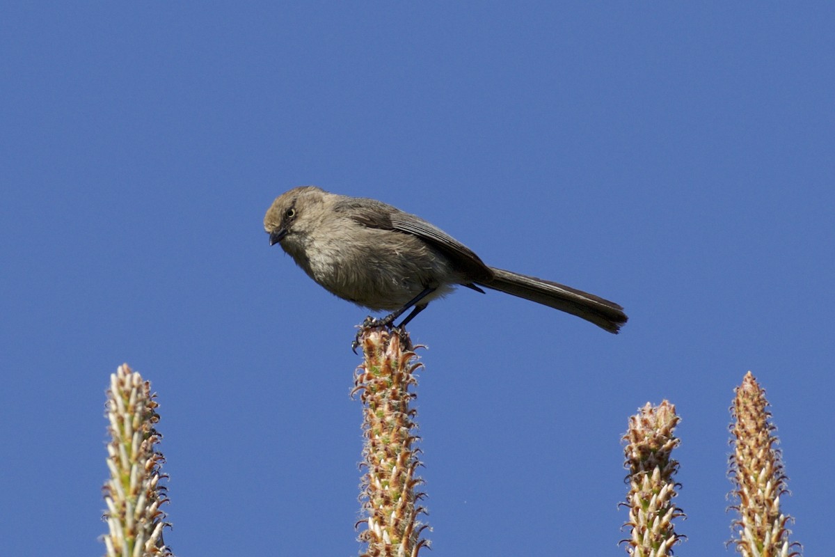 Bushtit - ML154558821