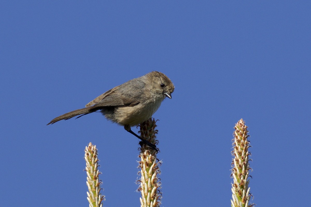 Bushtit - ML154558831