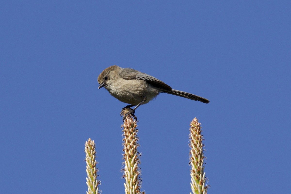 Bushtit - ML154558861