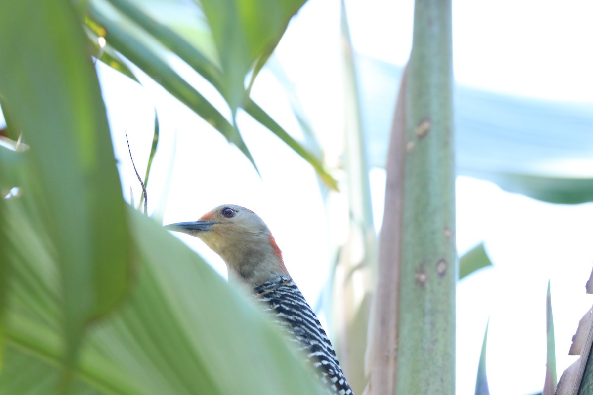 Red-bellied Woodpecker - ML154559911