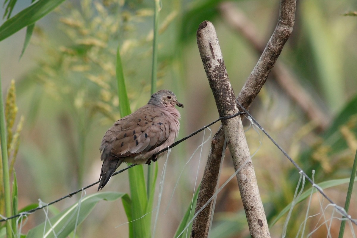 Ruddy Ground Dove - Manfred Bienert