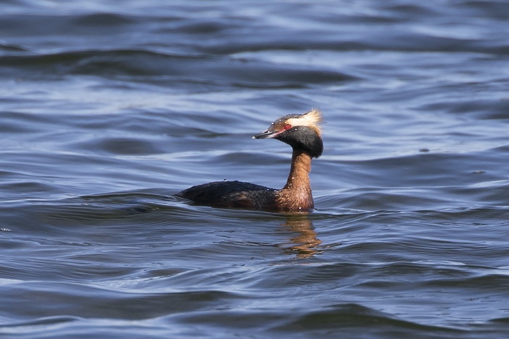 Horned Grebe - ML154561411